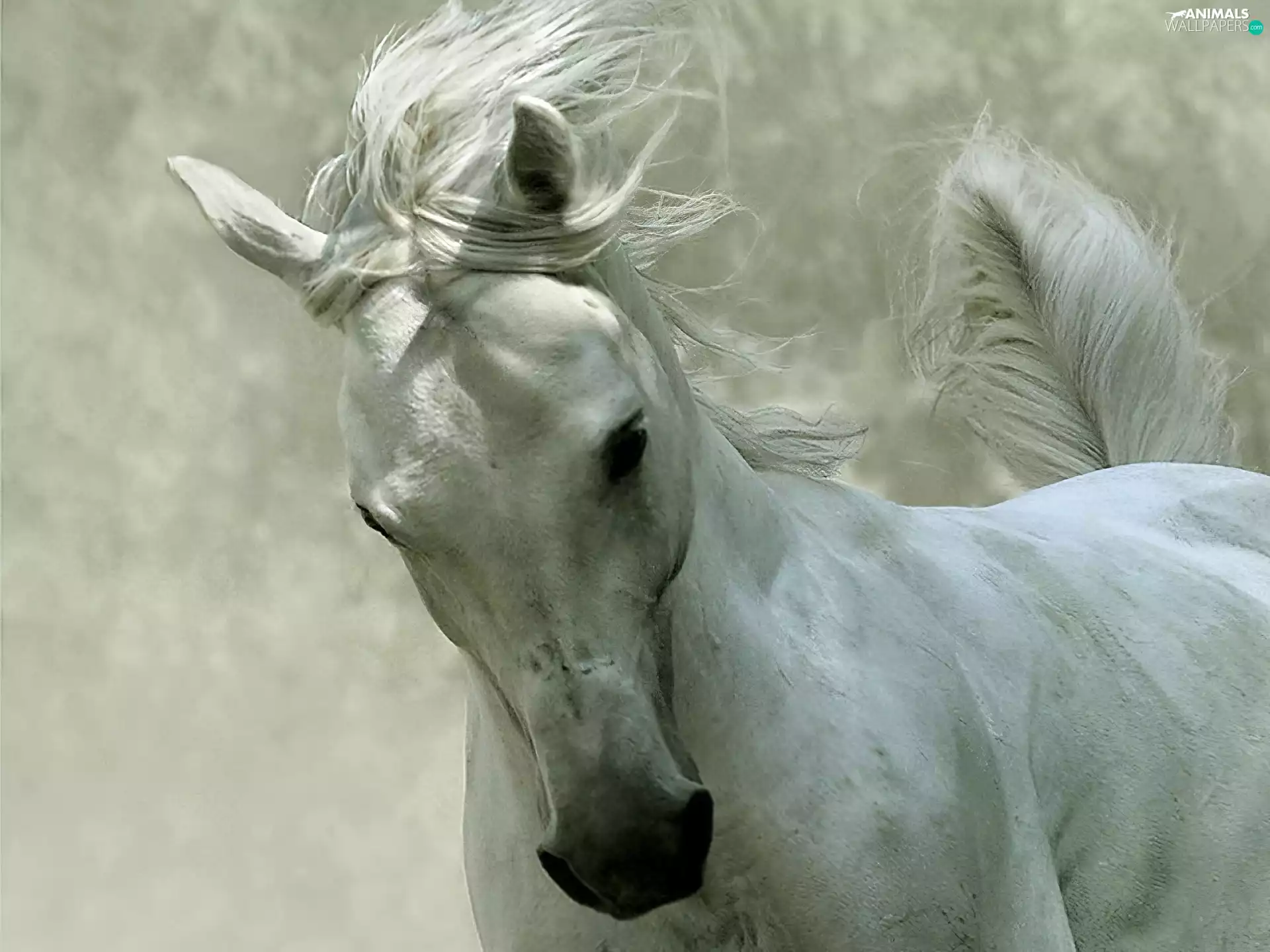 mane, grizzle, dispelled