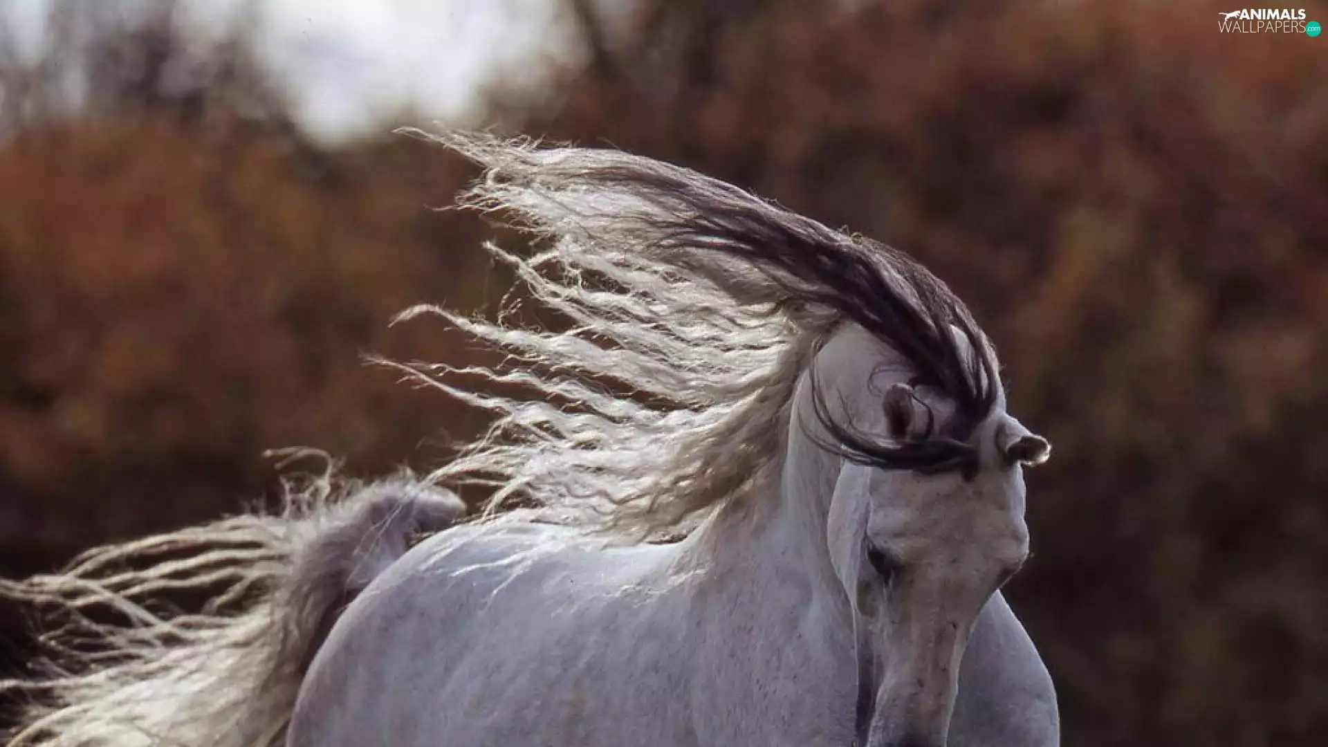 mane, grizzle, dispelled