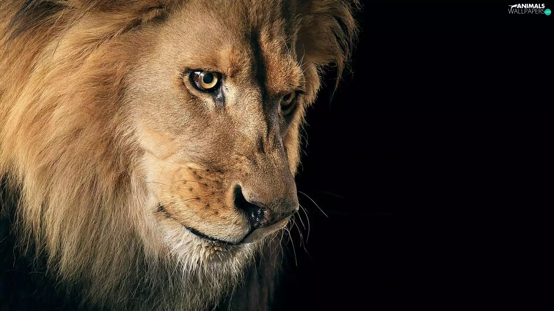 mane, Lion, Eyes