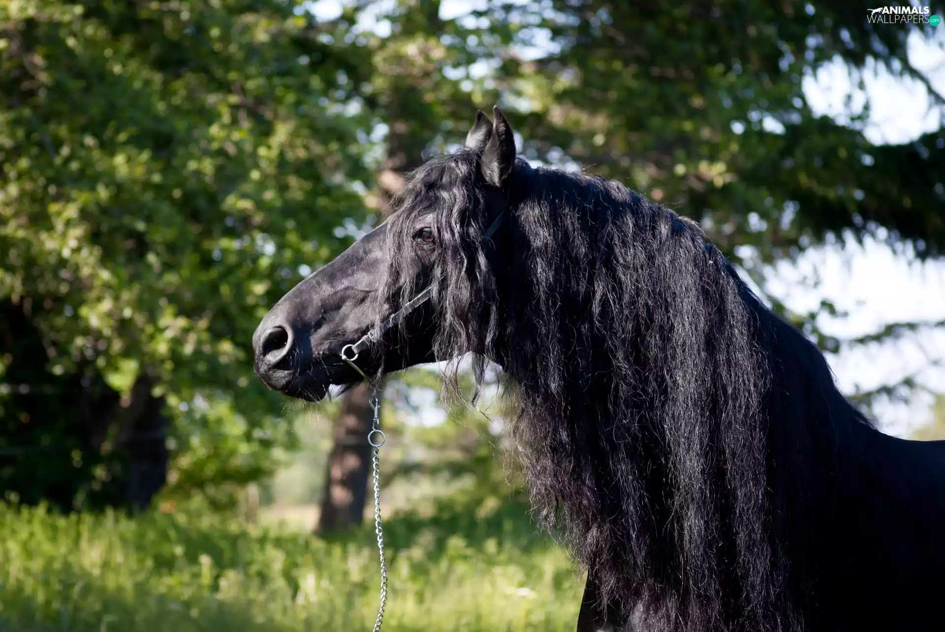 mane, Black, Horse