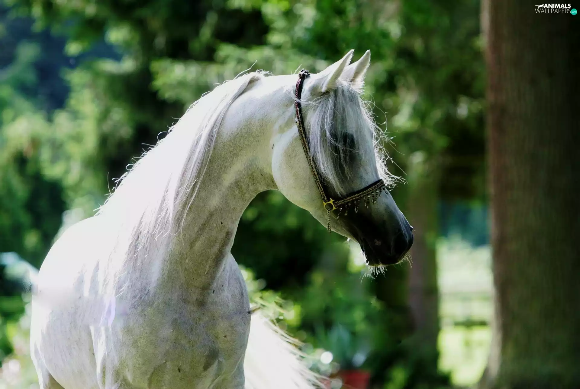 bridle, mane, Horse, Arab, gray