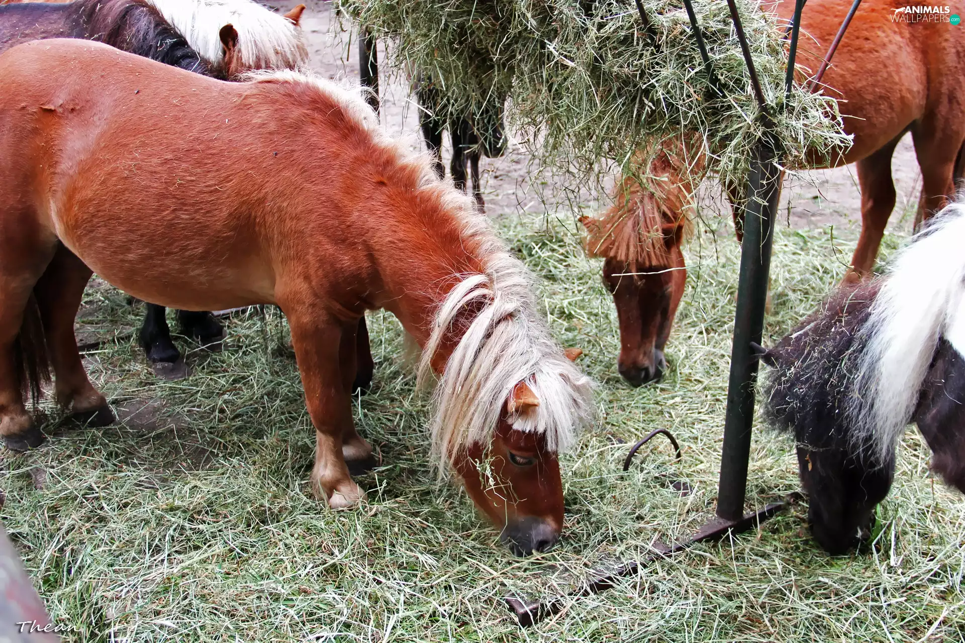 White, Mane, Polish, hay, horses