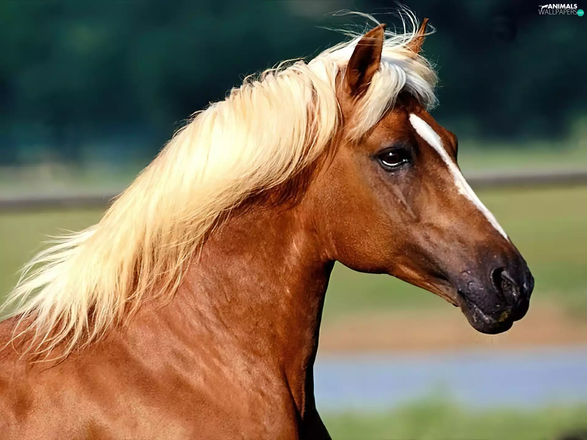 mane, chestnut, White