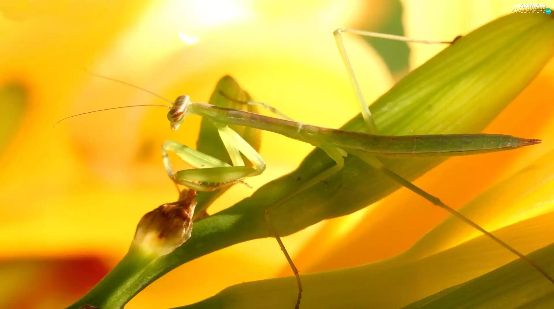 mantis, Colourfull Flowers