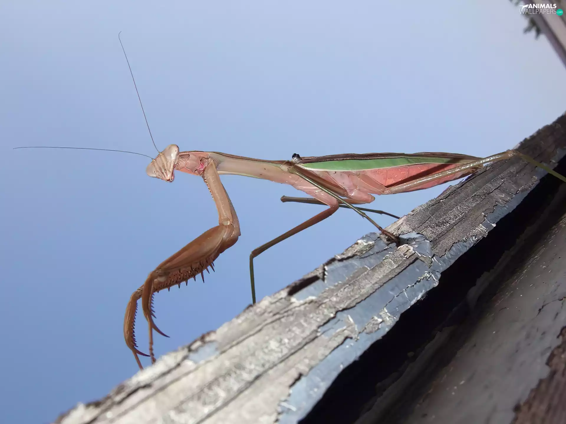 mantis