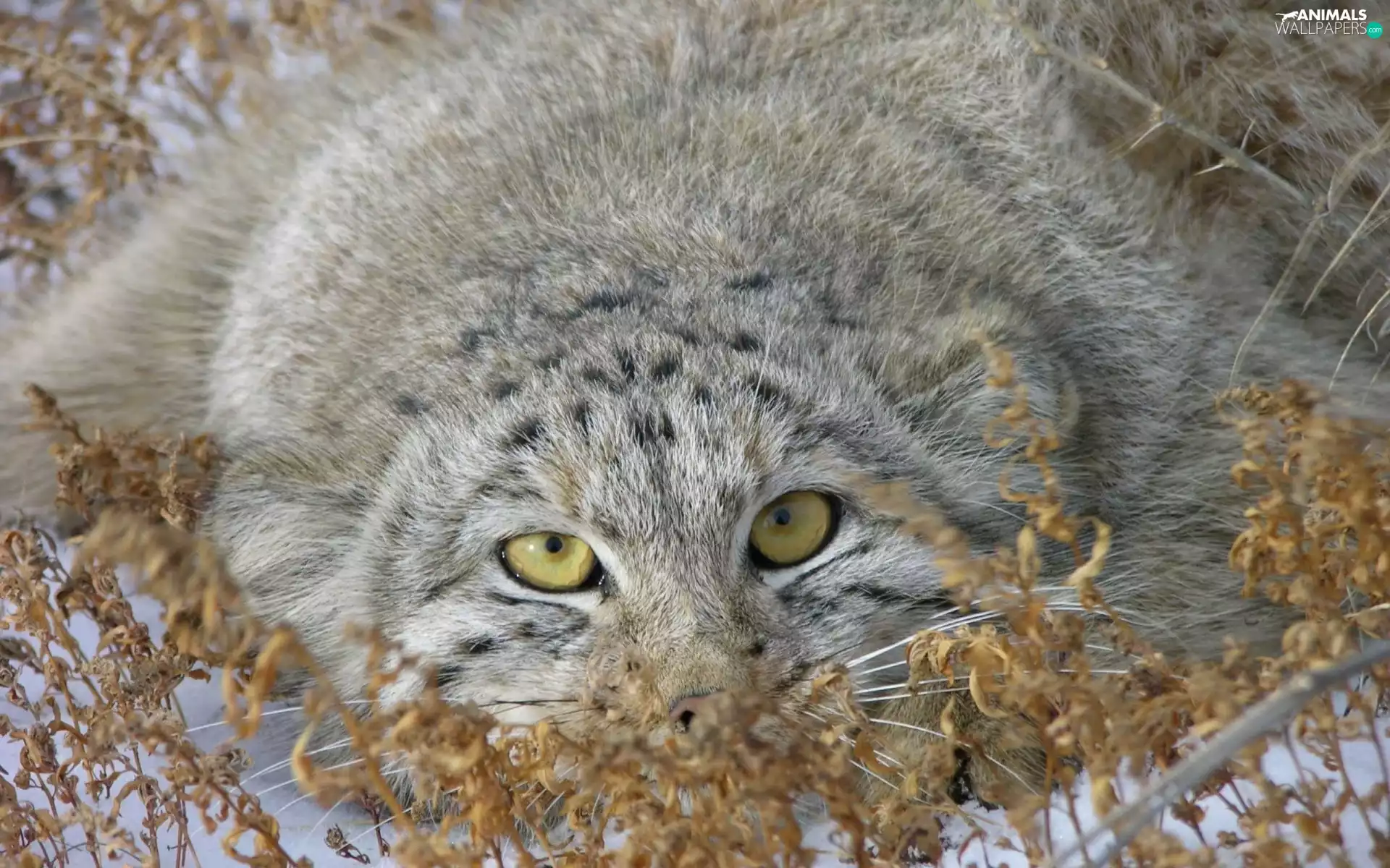 Manul, Eyes