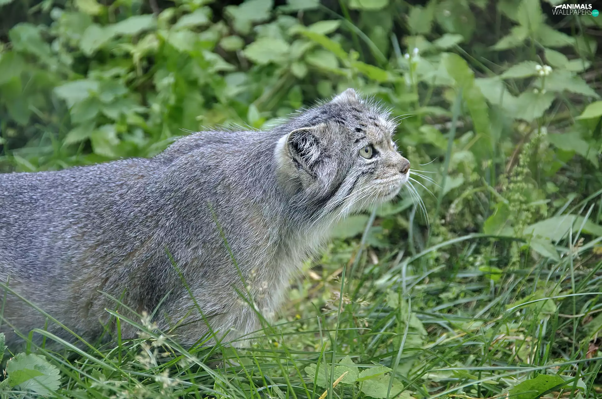 Manul, green