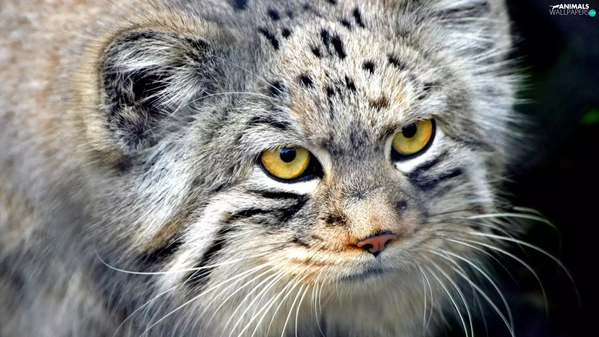 Manul, muzzle