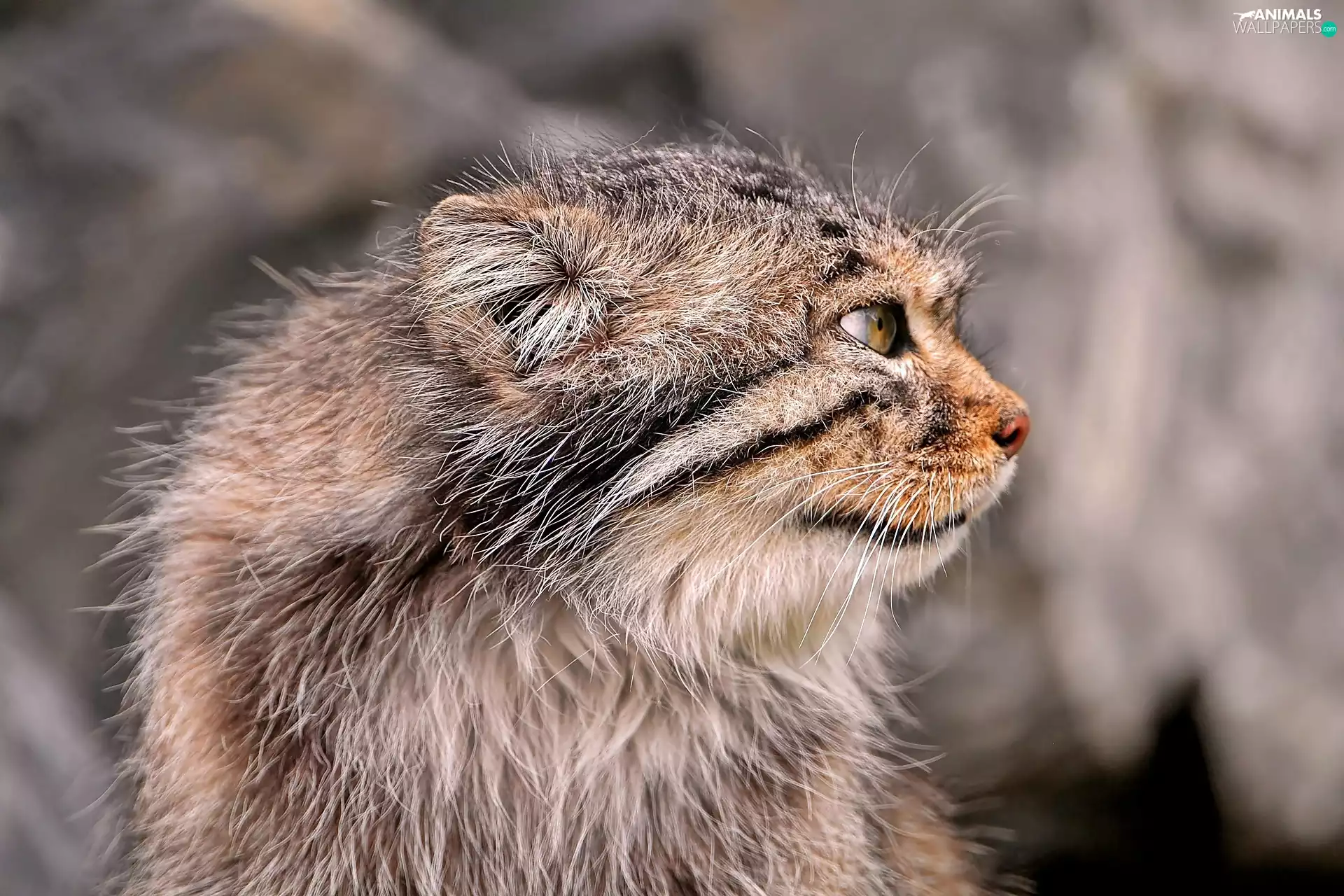 Manul, rapprochement