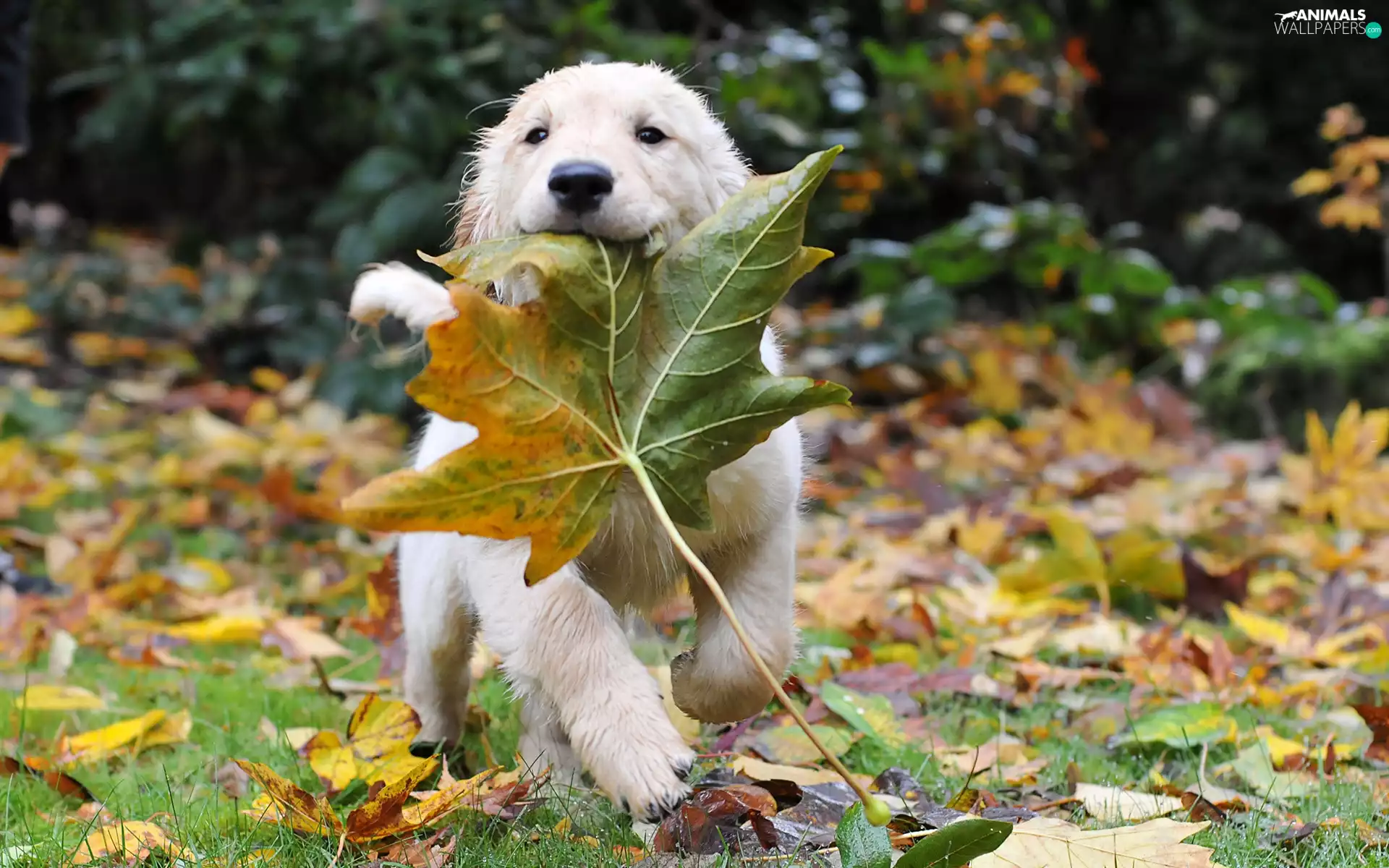 Golden Retriever, leaf, maple