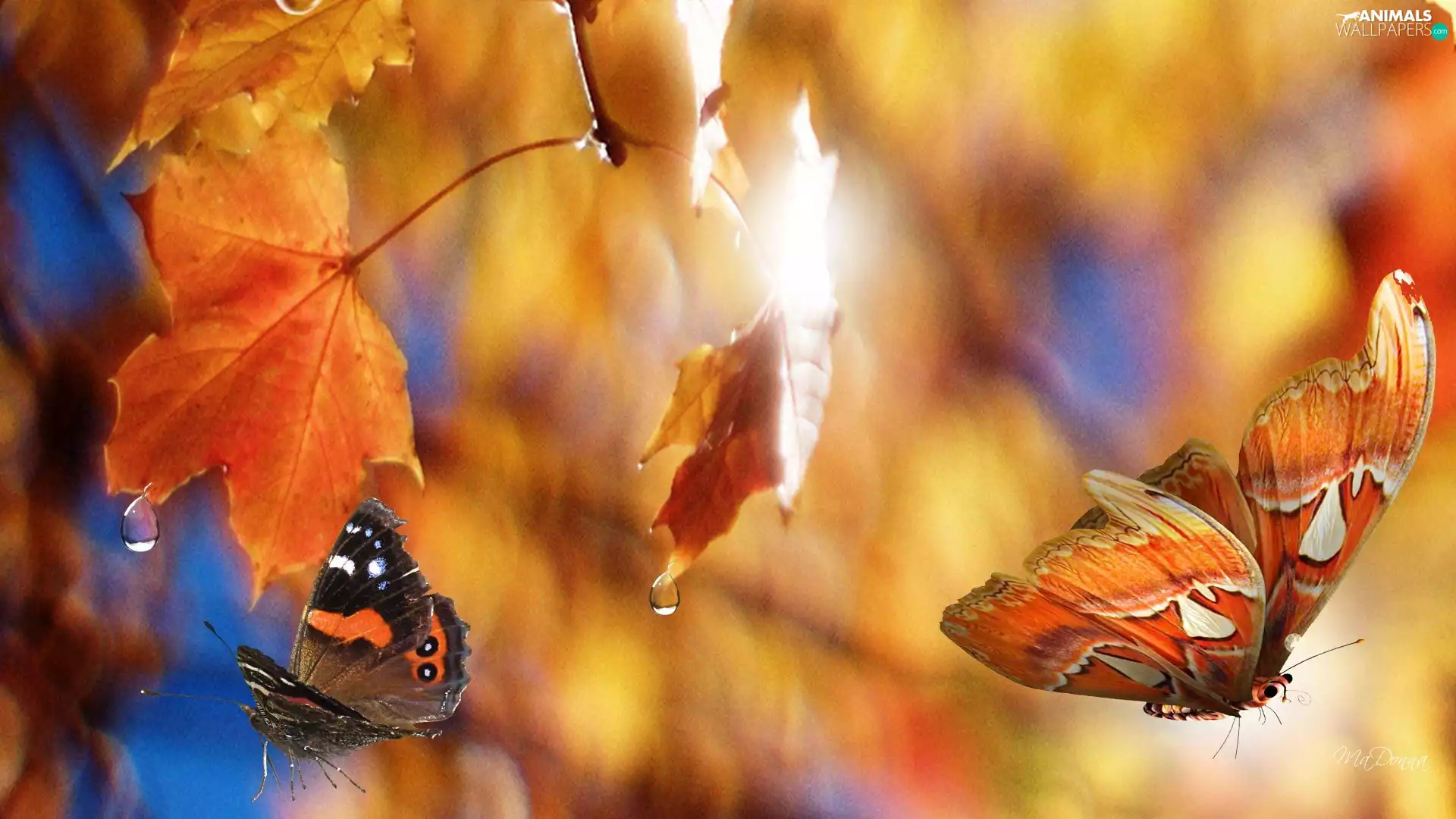 Leaf, butterflies, autumn, maple