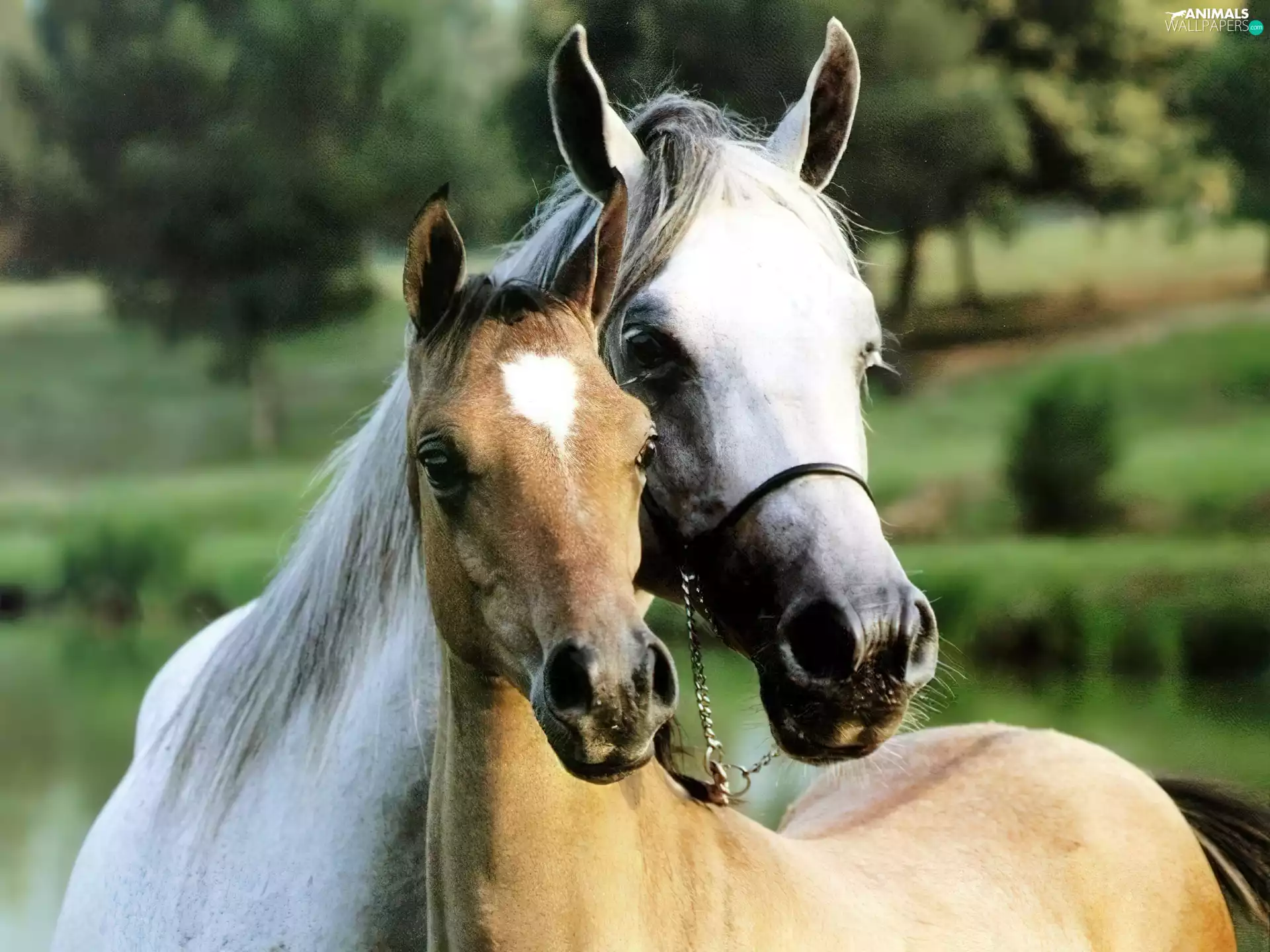 Mare, Colt