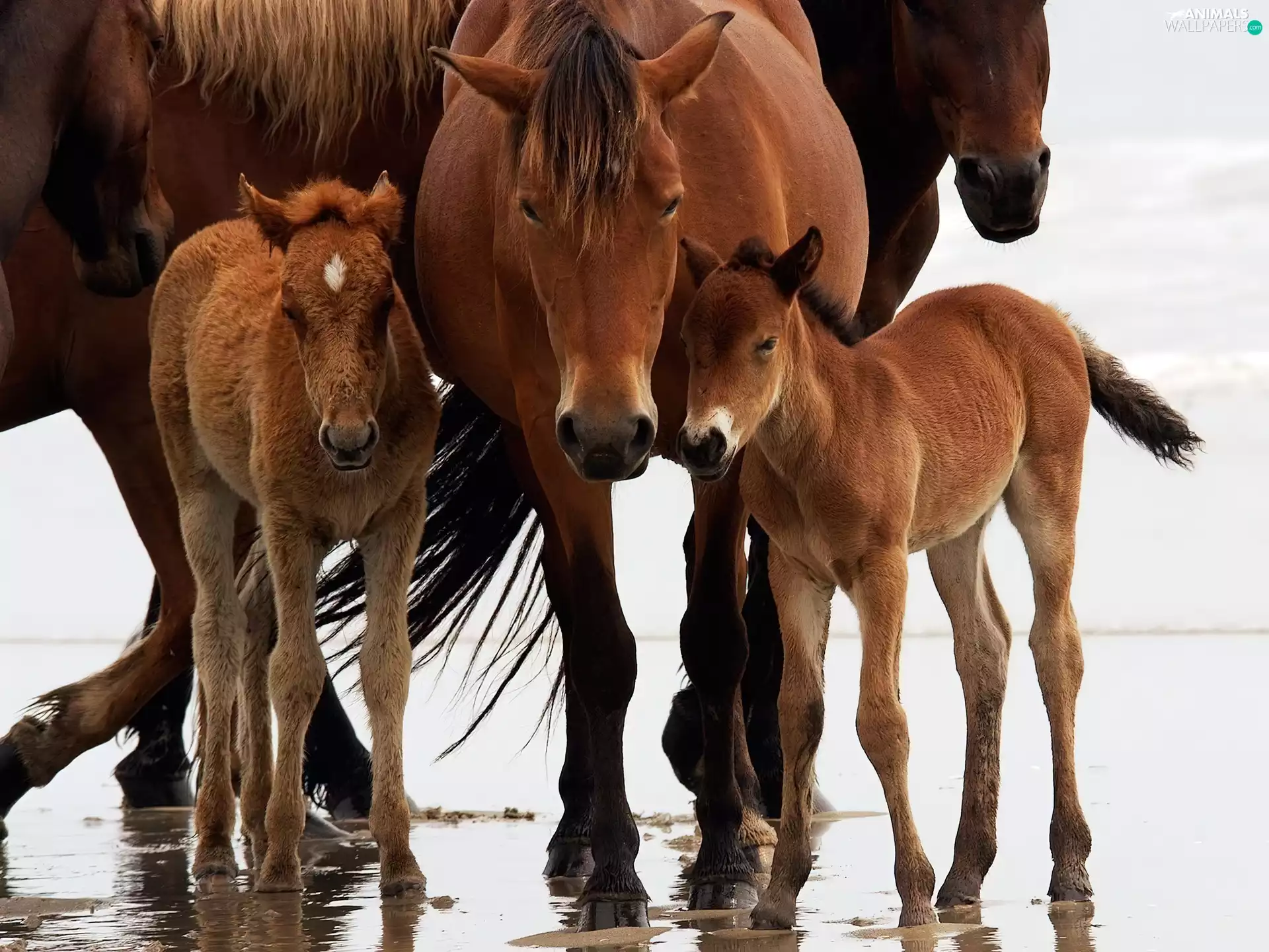 Mare, foals