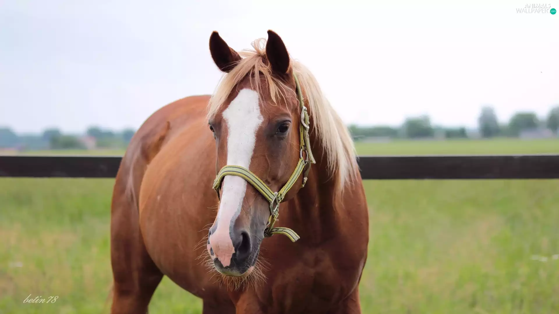 Horse, chestnut, paddock, Mare