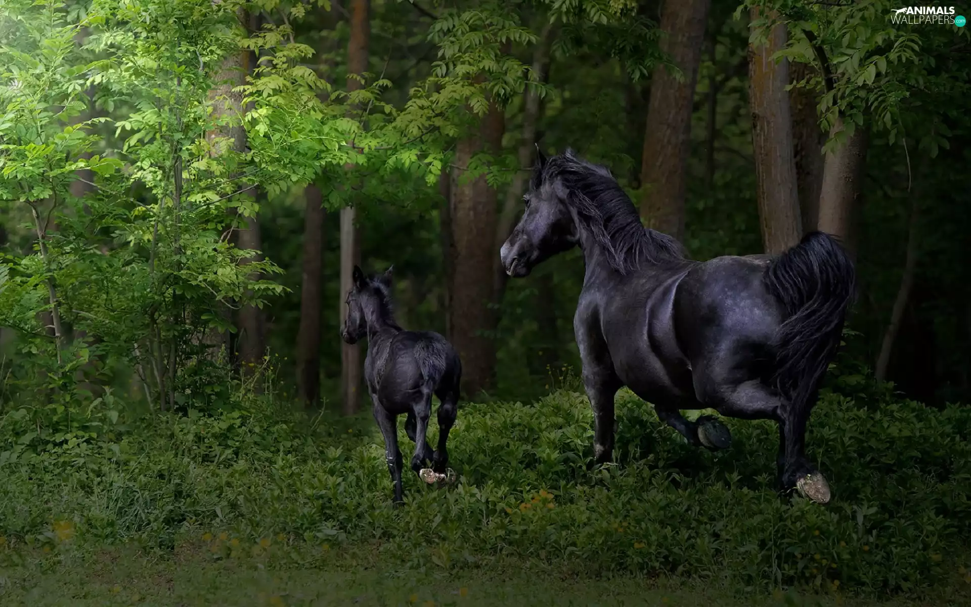 Colt, Black, trees, Mare, bloodstock, forest, viewes