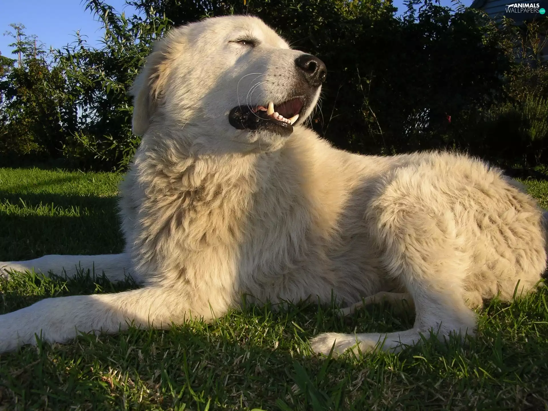 Maremmano-abruzzese, canines