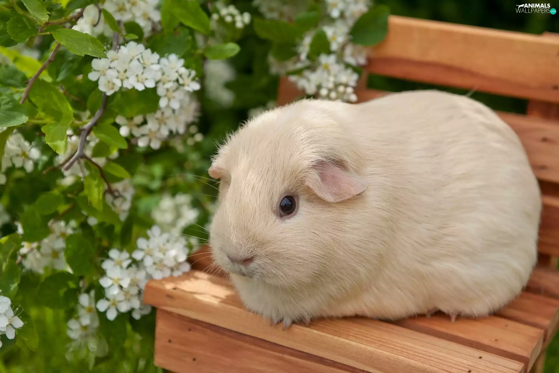Bench, guinea pig, maritime