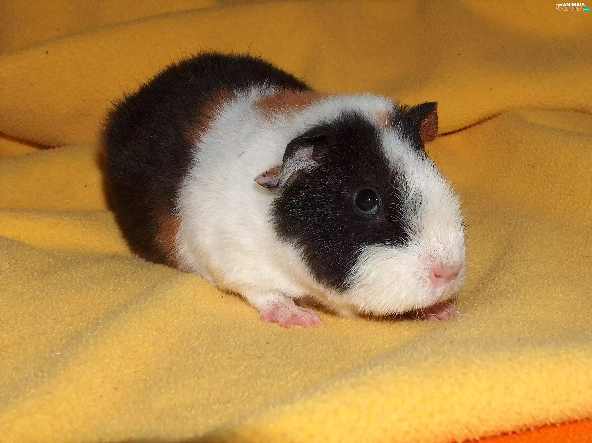 Blanket, guinea pig, maritime