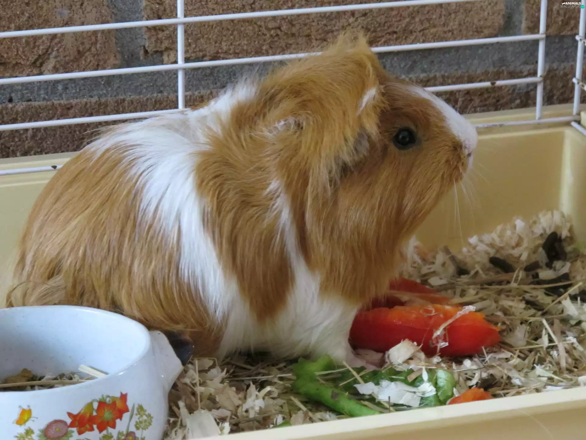 Cage, guinea pig, maritime