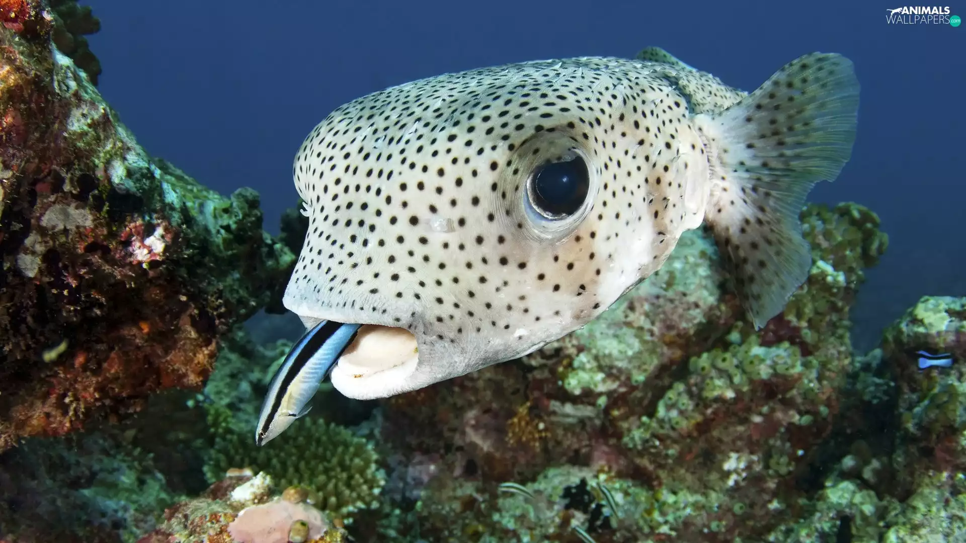 maritime, Ocean, fish