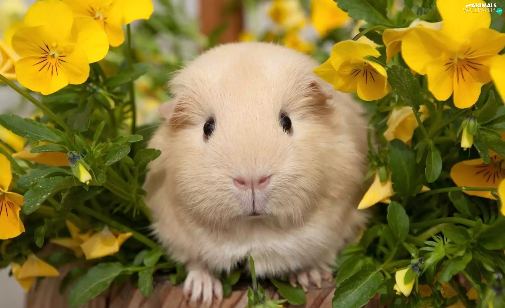 Flowers, guinea pig, maritime