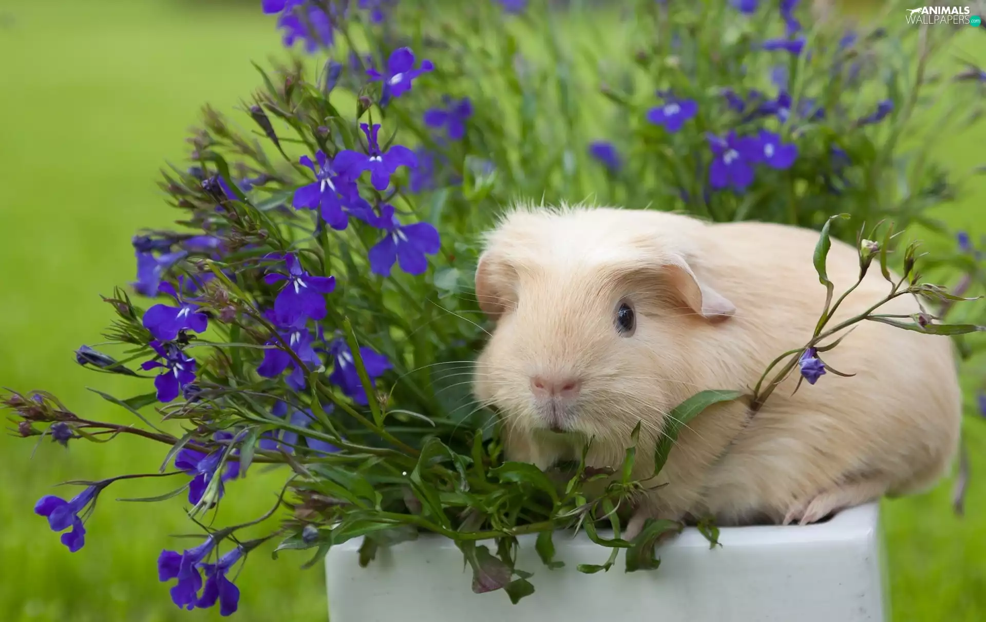 Flowers, guinea pig, maritime