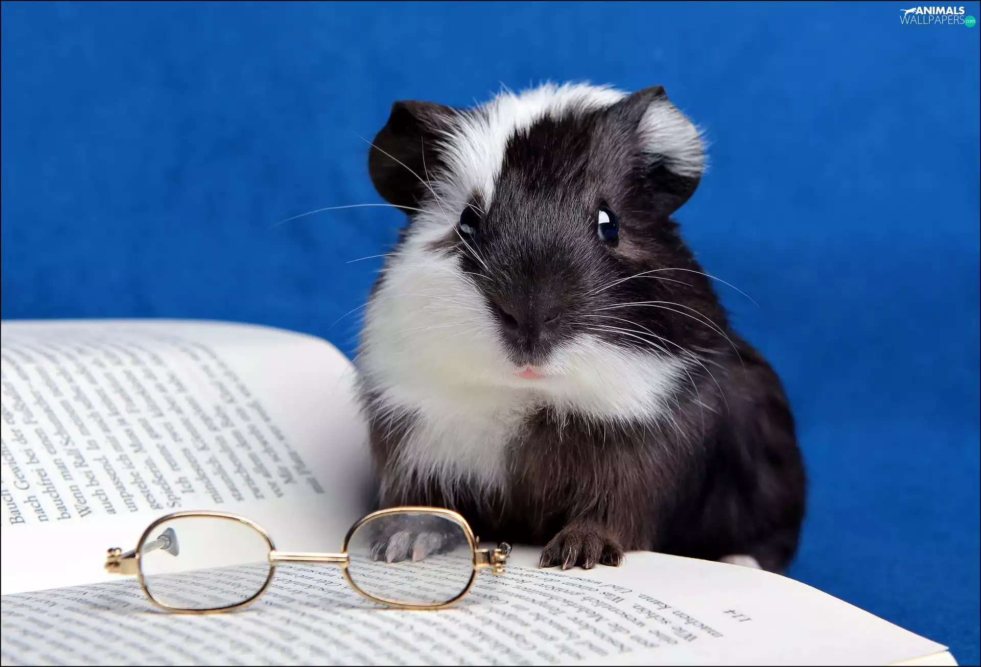 Glasses, guinea pig, maritime