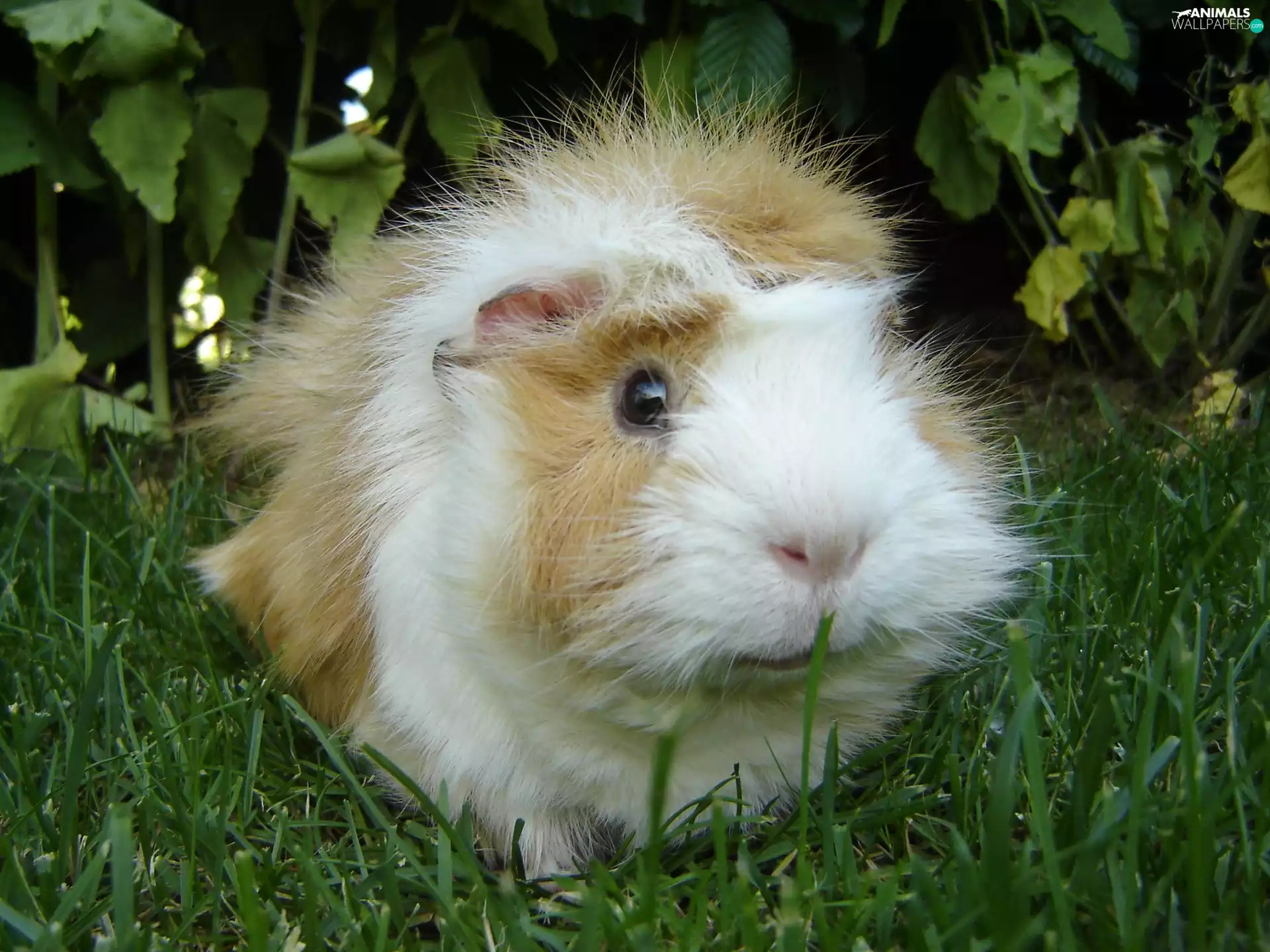 grass, guinea pig, maritime