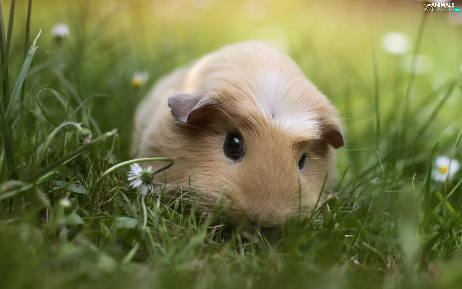 Meadow, guinea pig, maritime