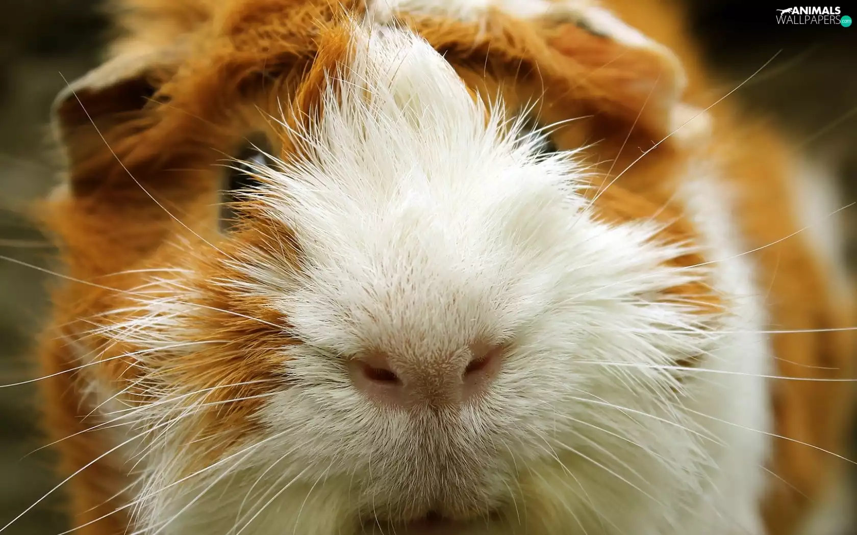 rapprochement, guinea pig, maritime