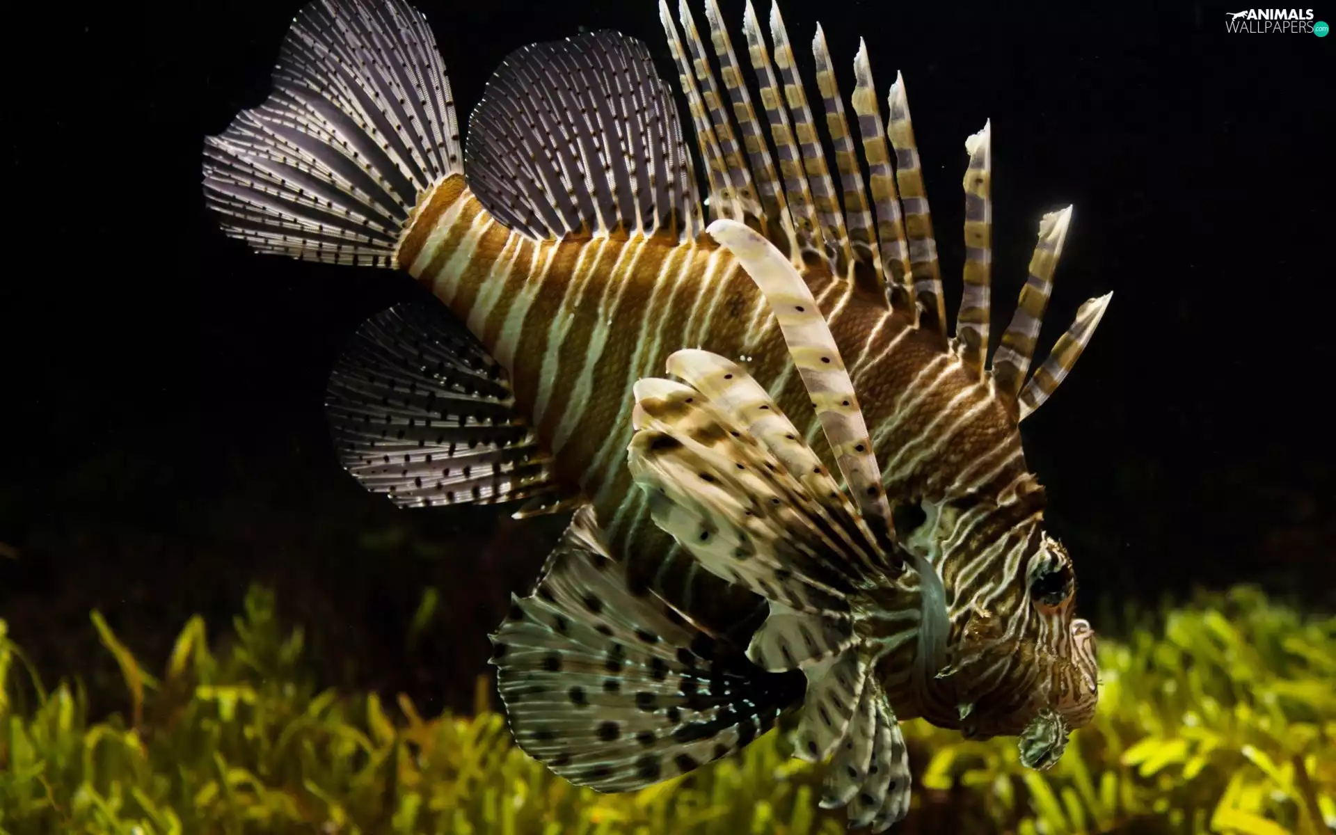 maritime, fish, skrzydlica