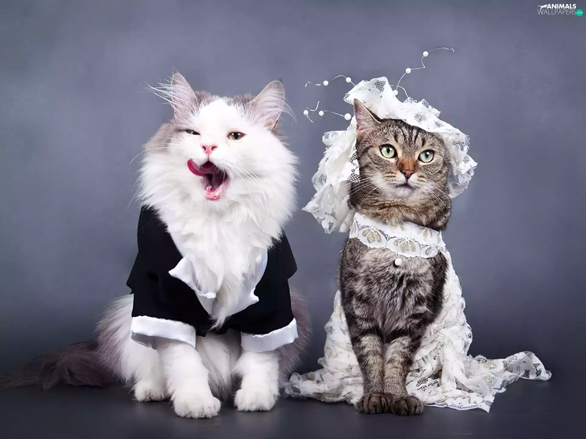 marriage, Steam, cats