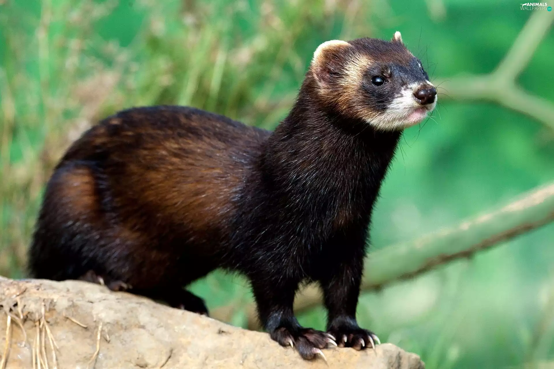 scarp, trees, viewes, marten