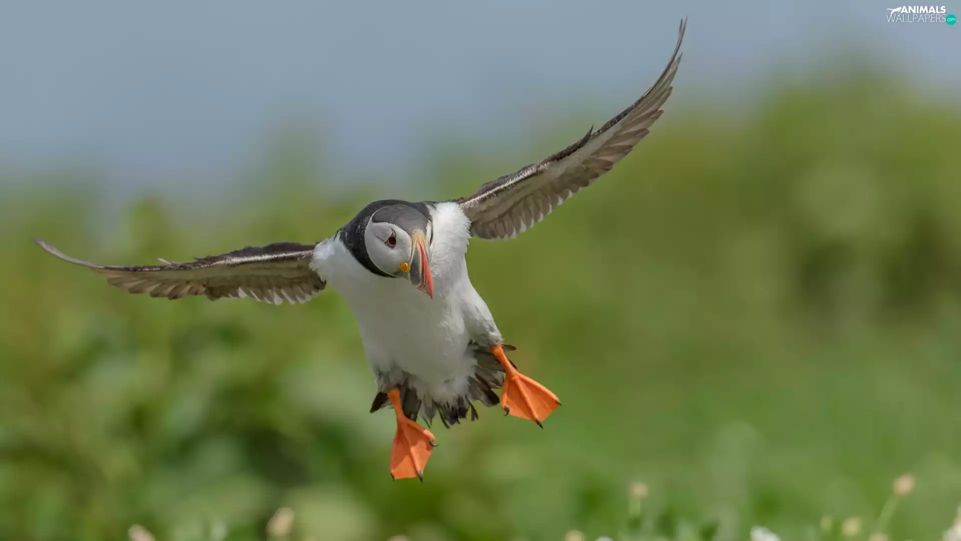 Bird, flight, wings, Maskonur