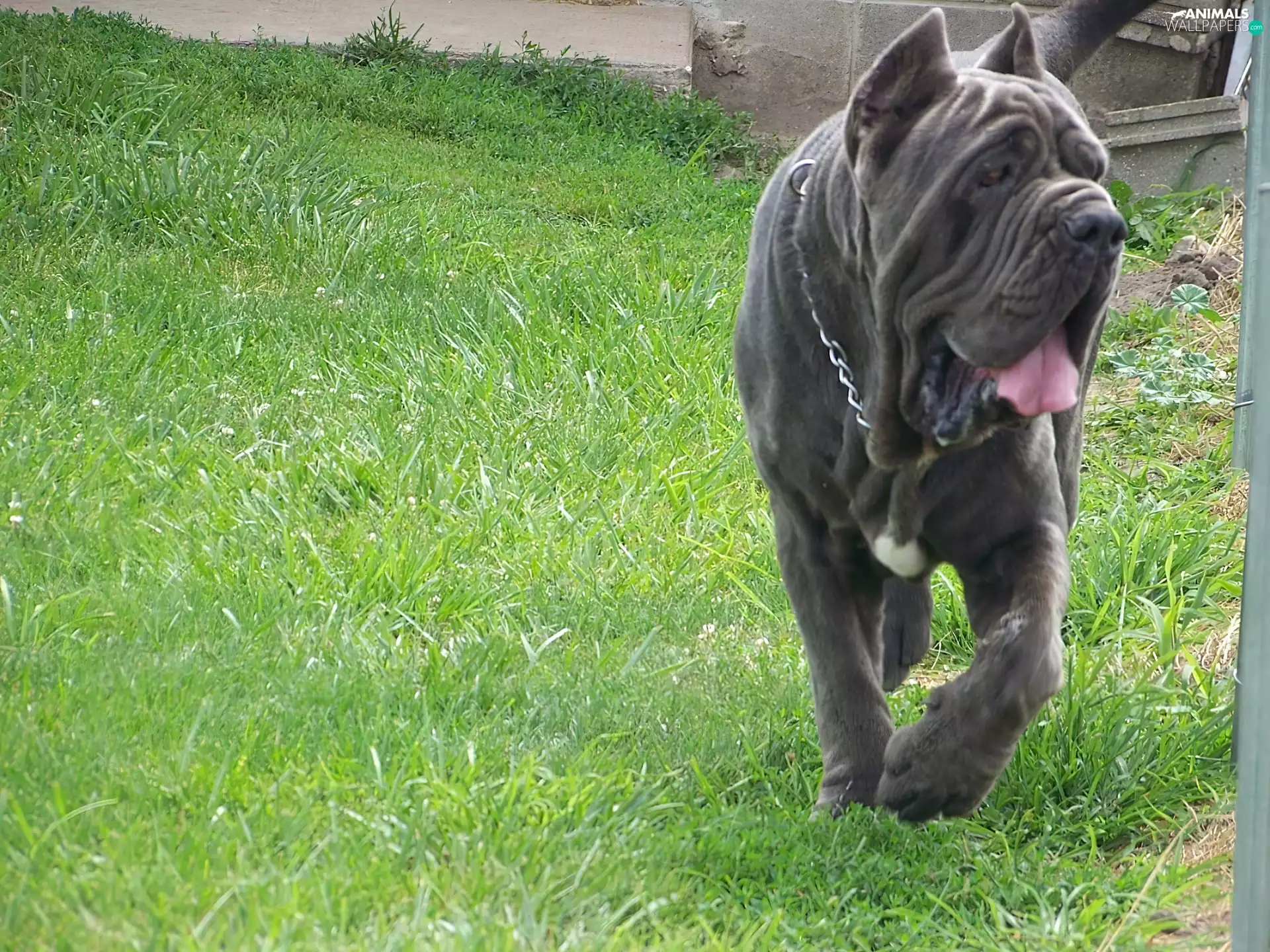 Mastif neapolitański