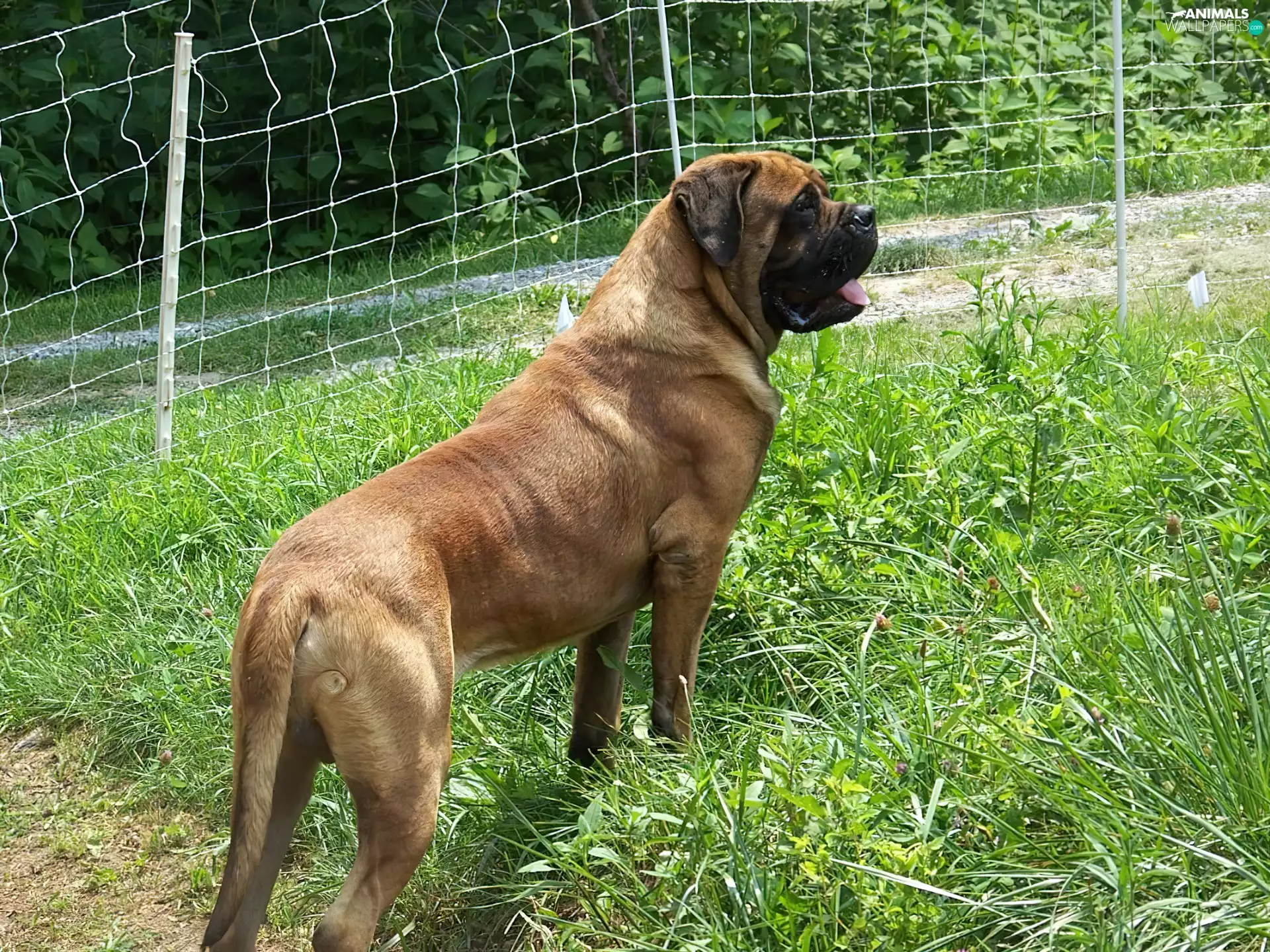 English mastiff, Green, grass, Mastiff