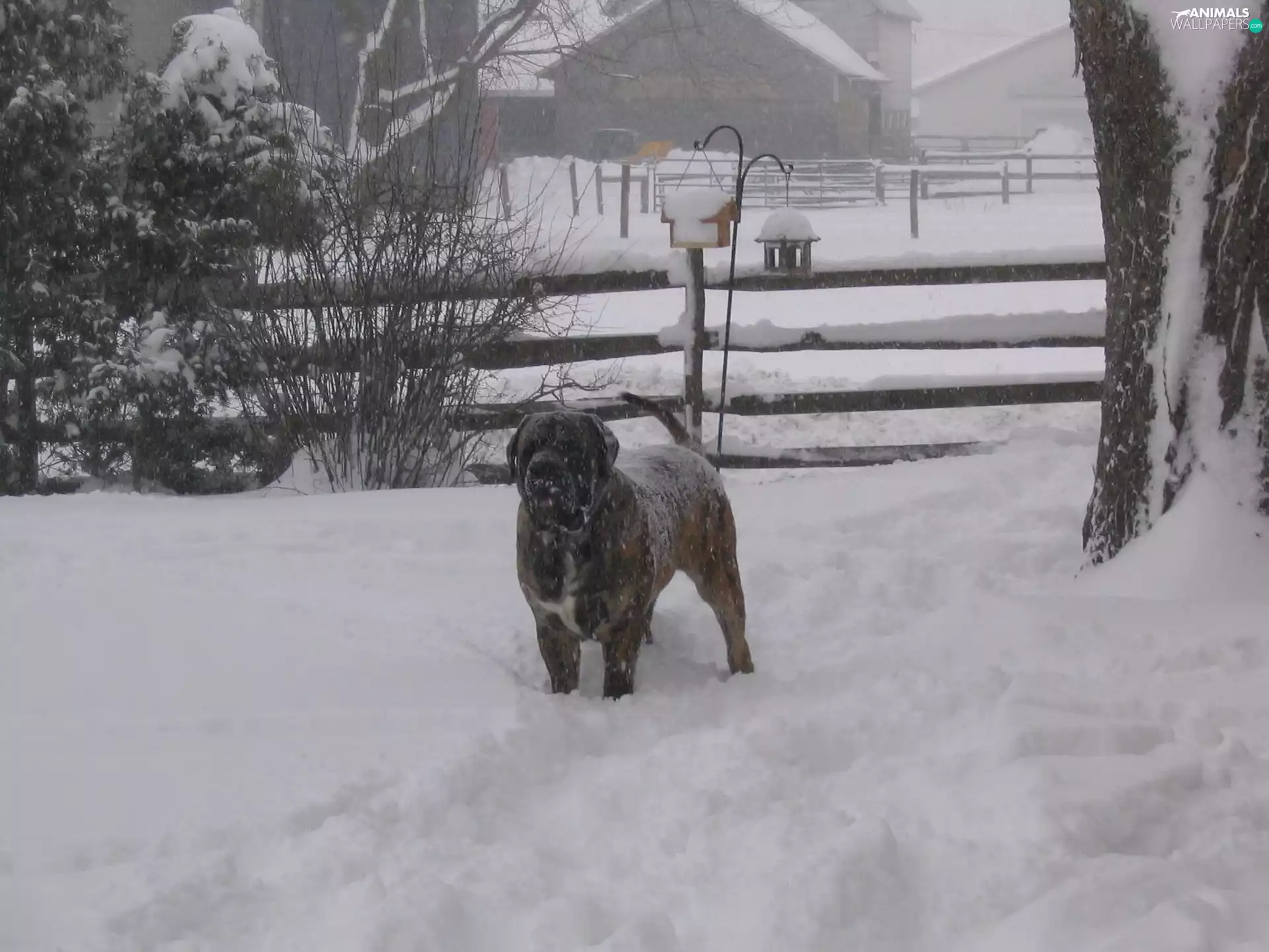 Mastiff, snowy, English mastiff
