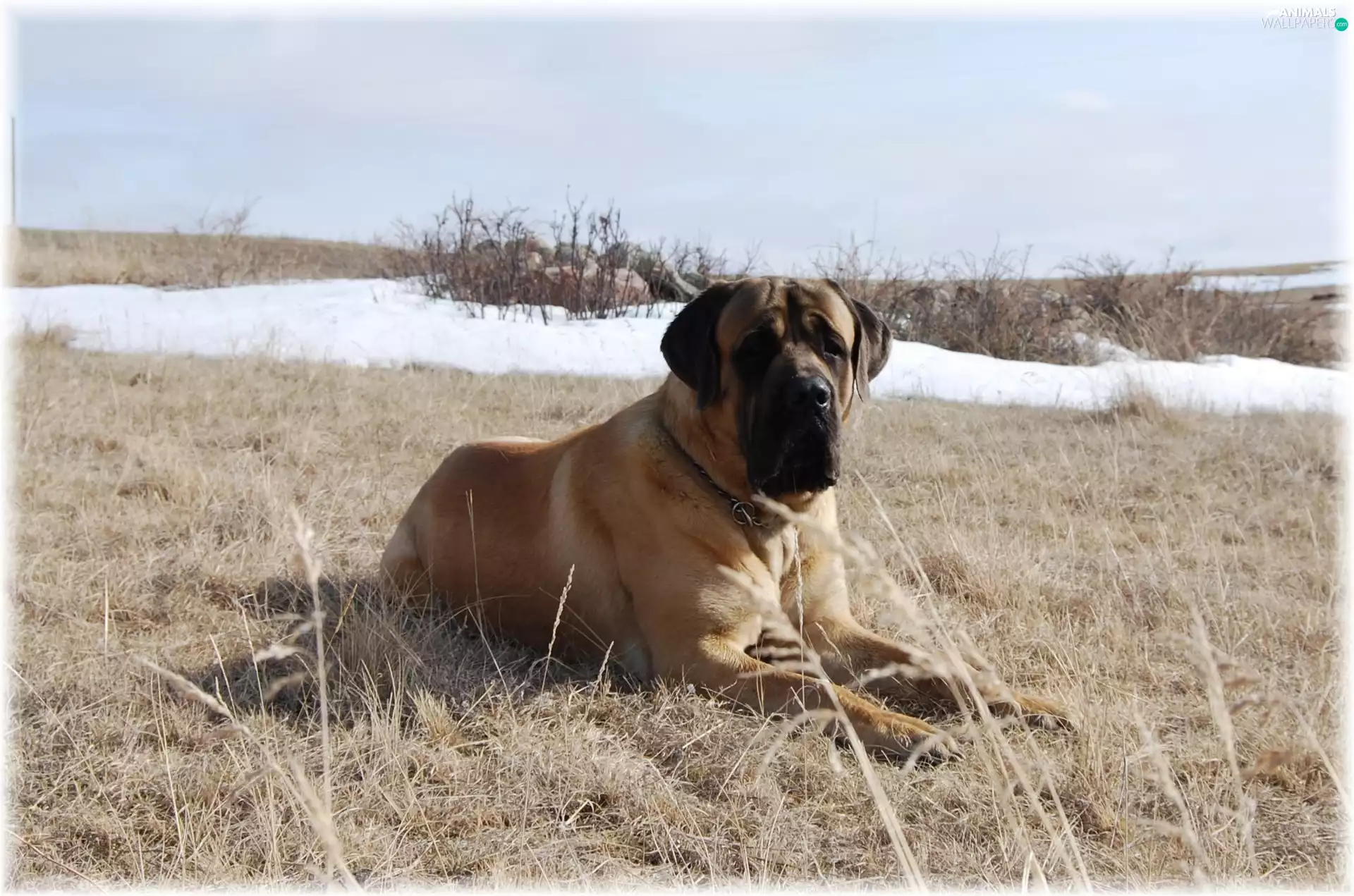 Meadow, English mastiff, Mastiff