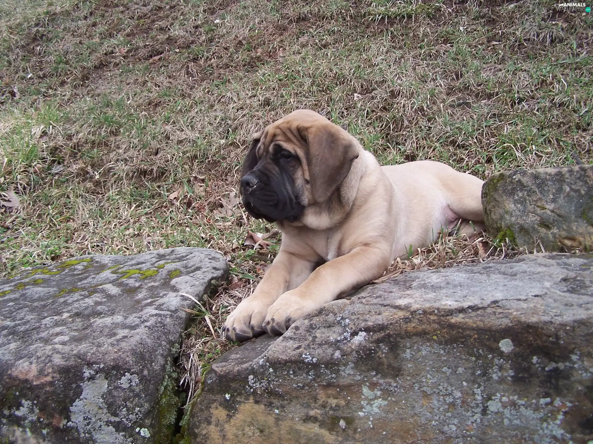 Stones, English mastiff, Mastiff