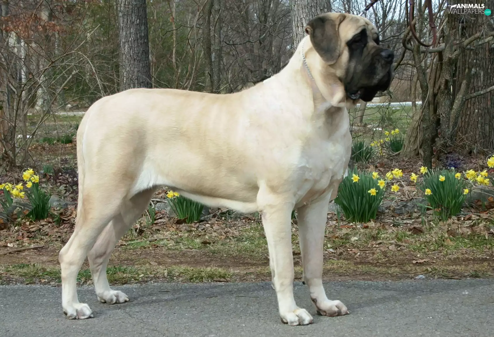 English mastiff, Yellow, Flowers, Mastiff