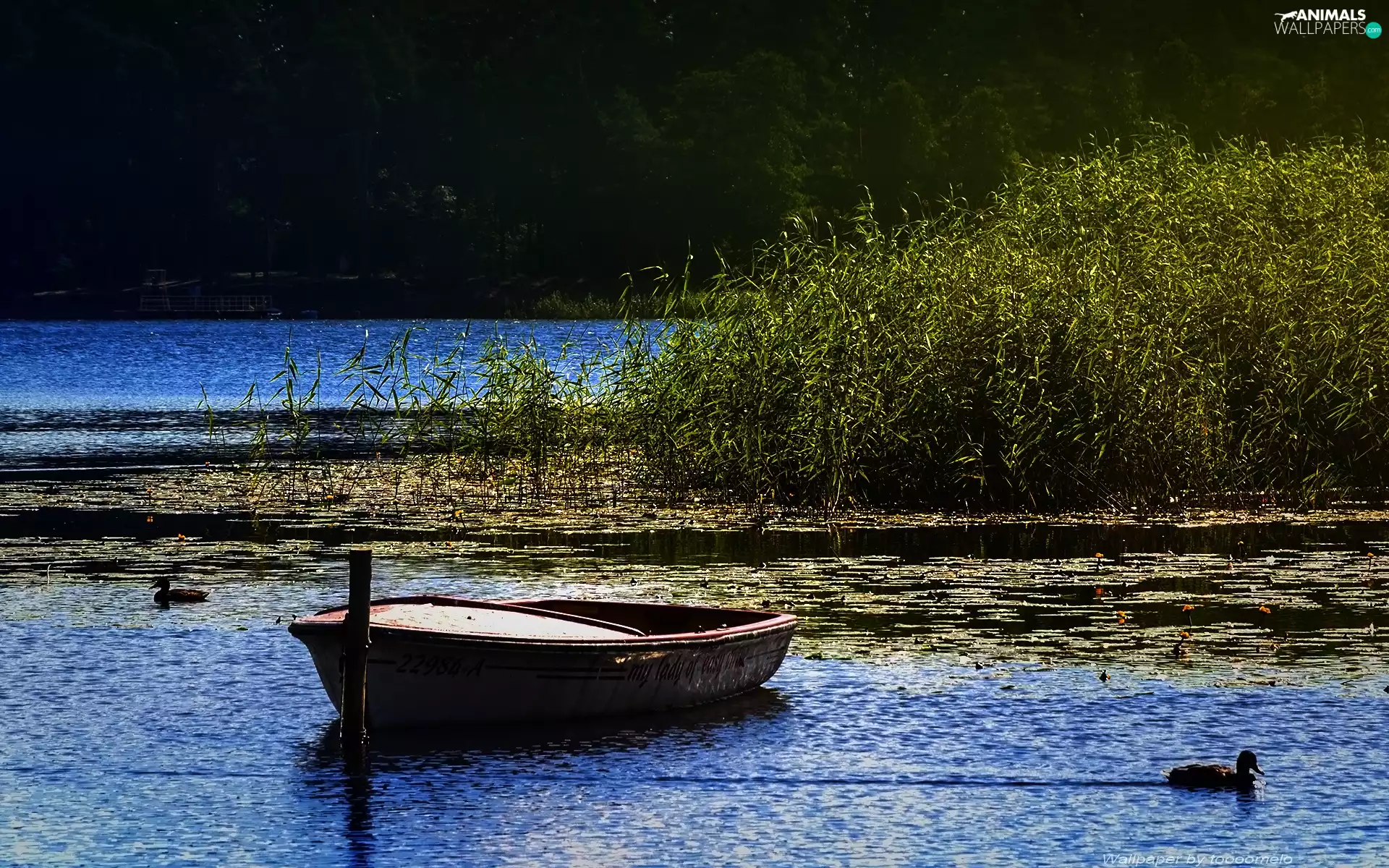 Masuria, lake, Goldopiwo