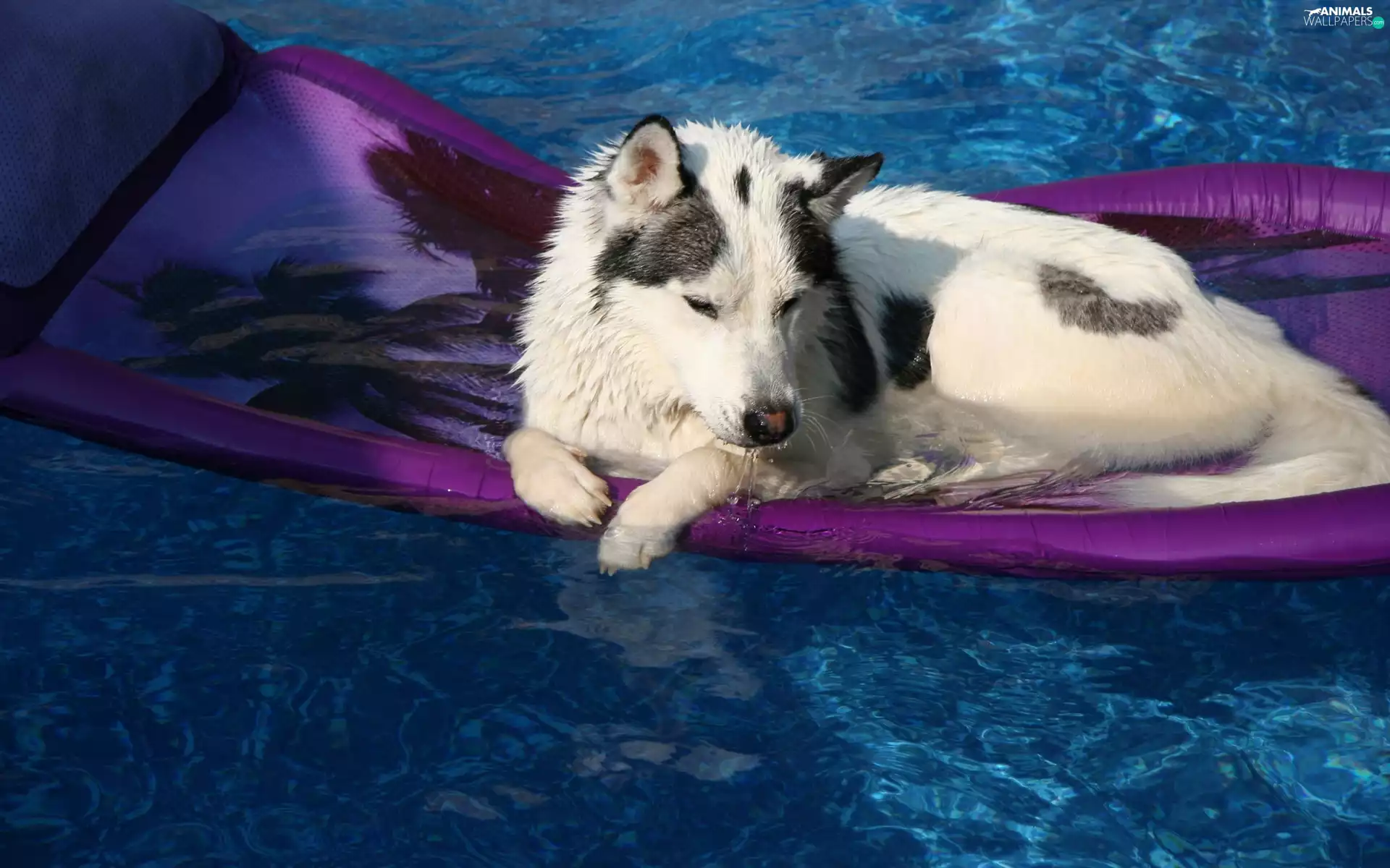 mattress, Siberian, Husky