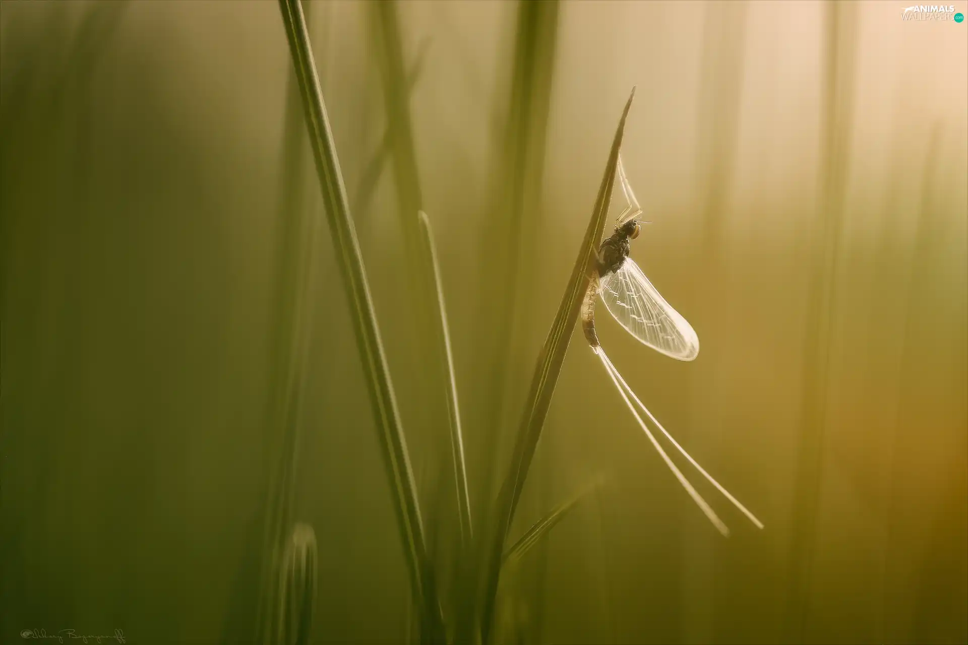 Insect, grass, blades, Mayfly