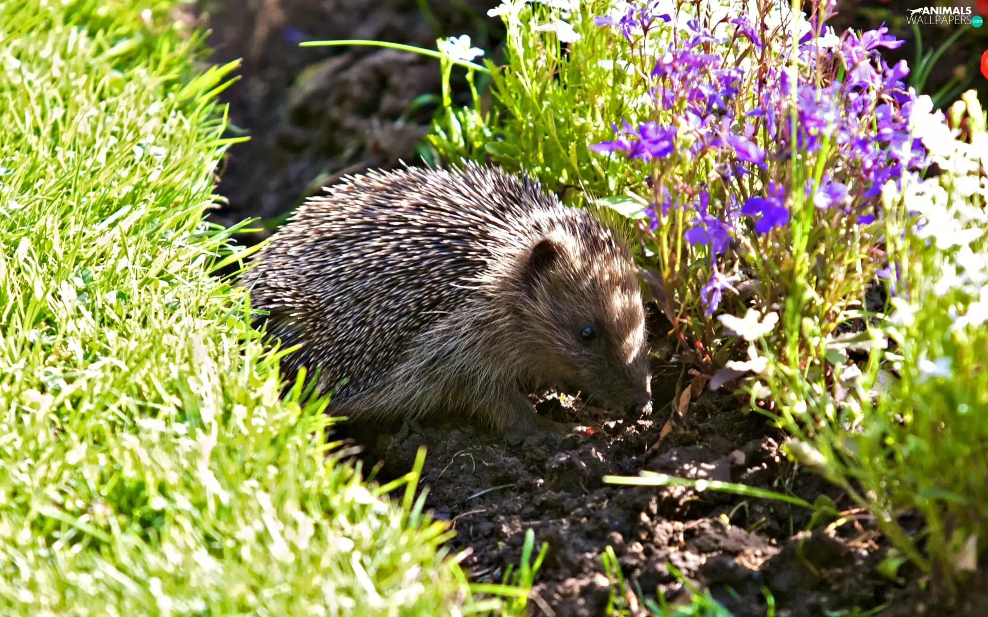 meadow, hedgehog, an
