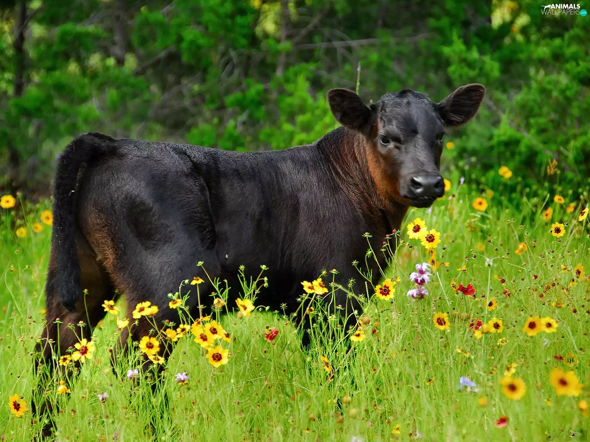 meadow, ladybird, an