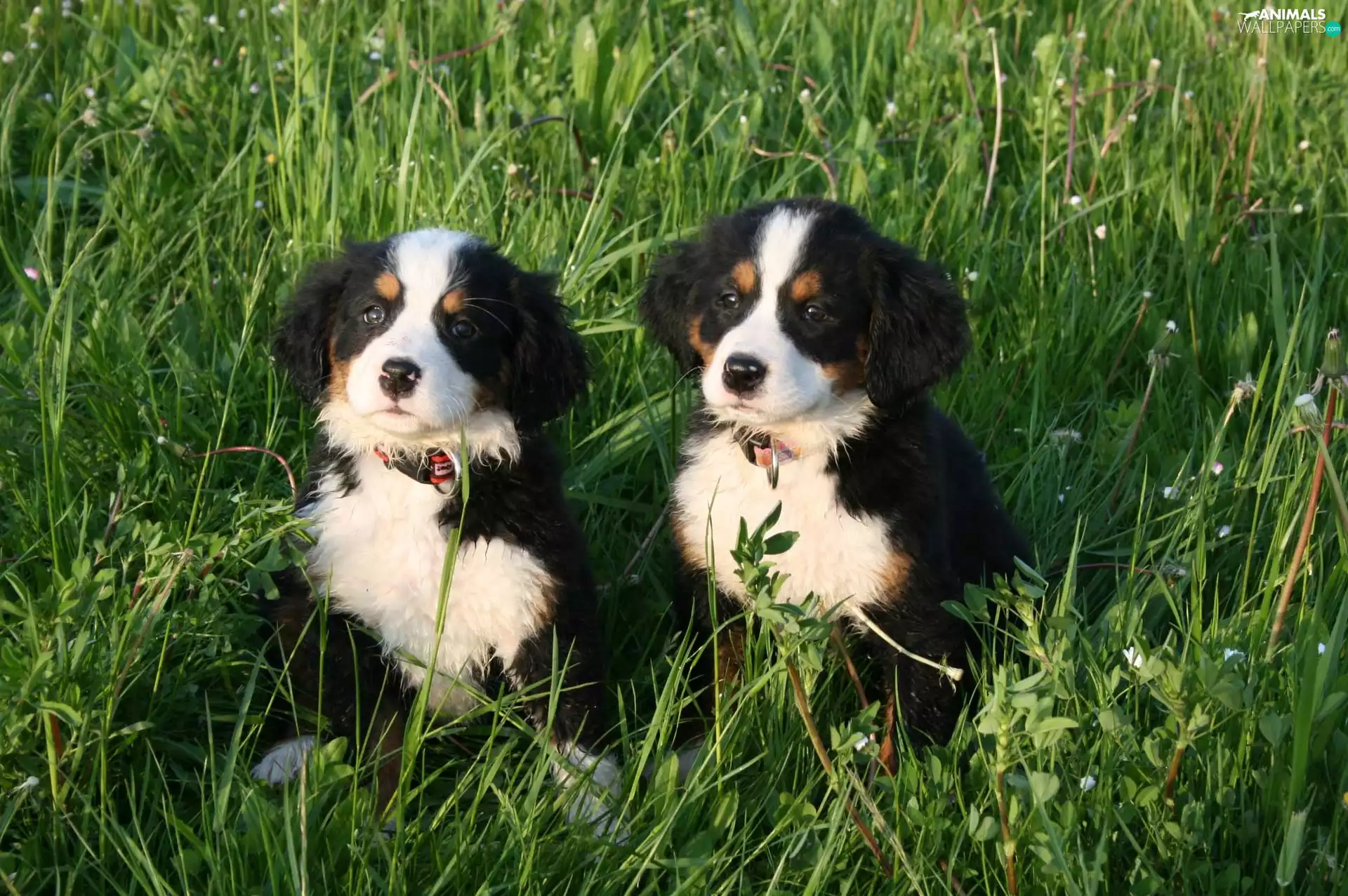 meadow, puppies, an
