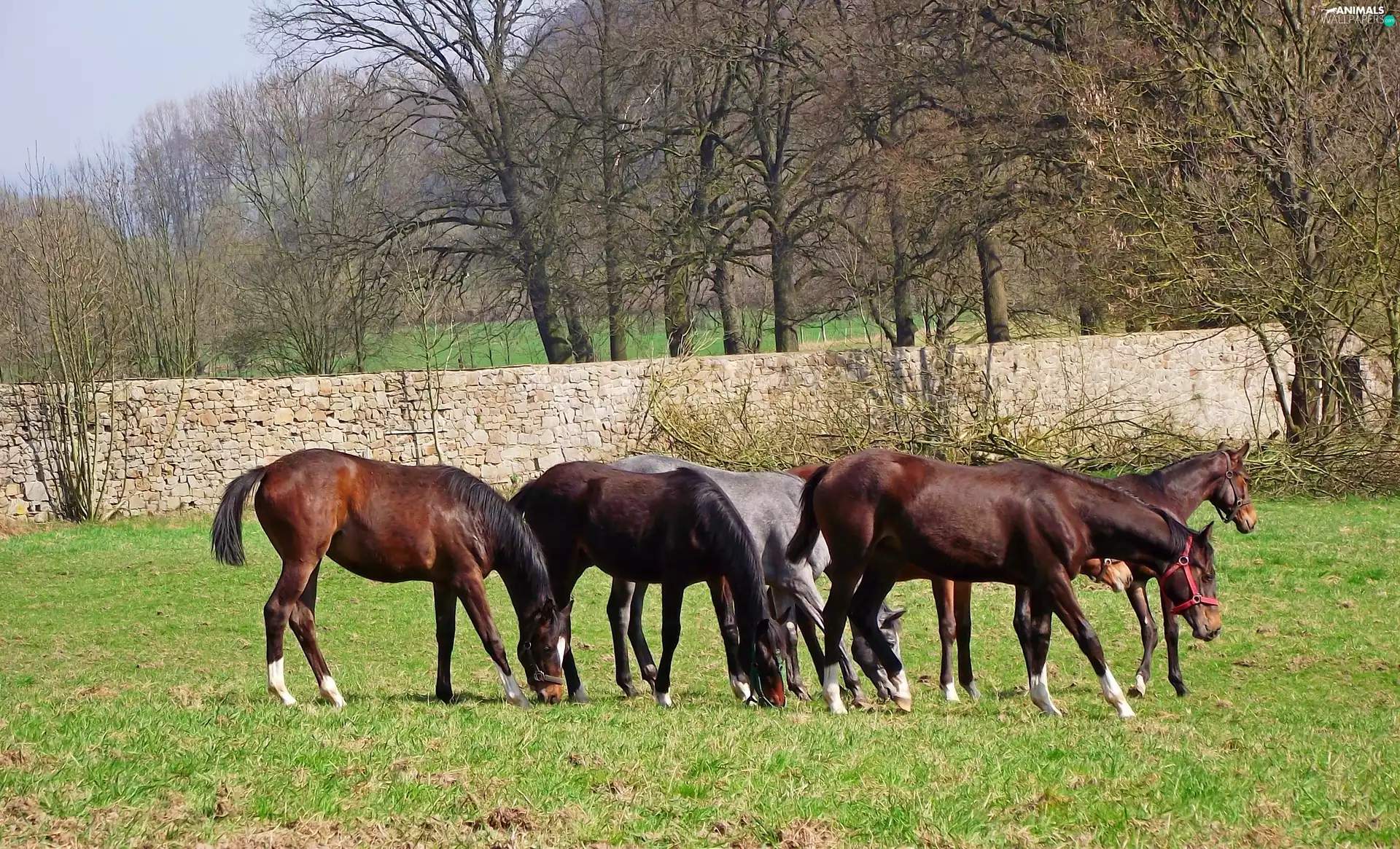 Meadow, bloodstock, animals