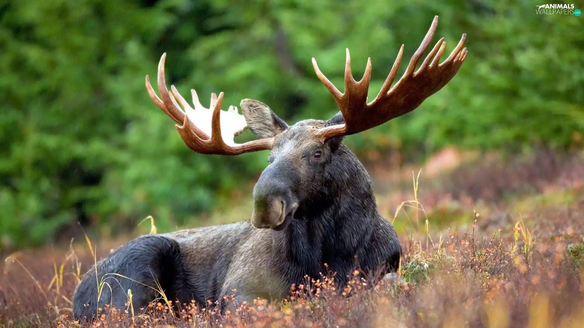 Meadow, moose, antlers
