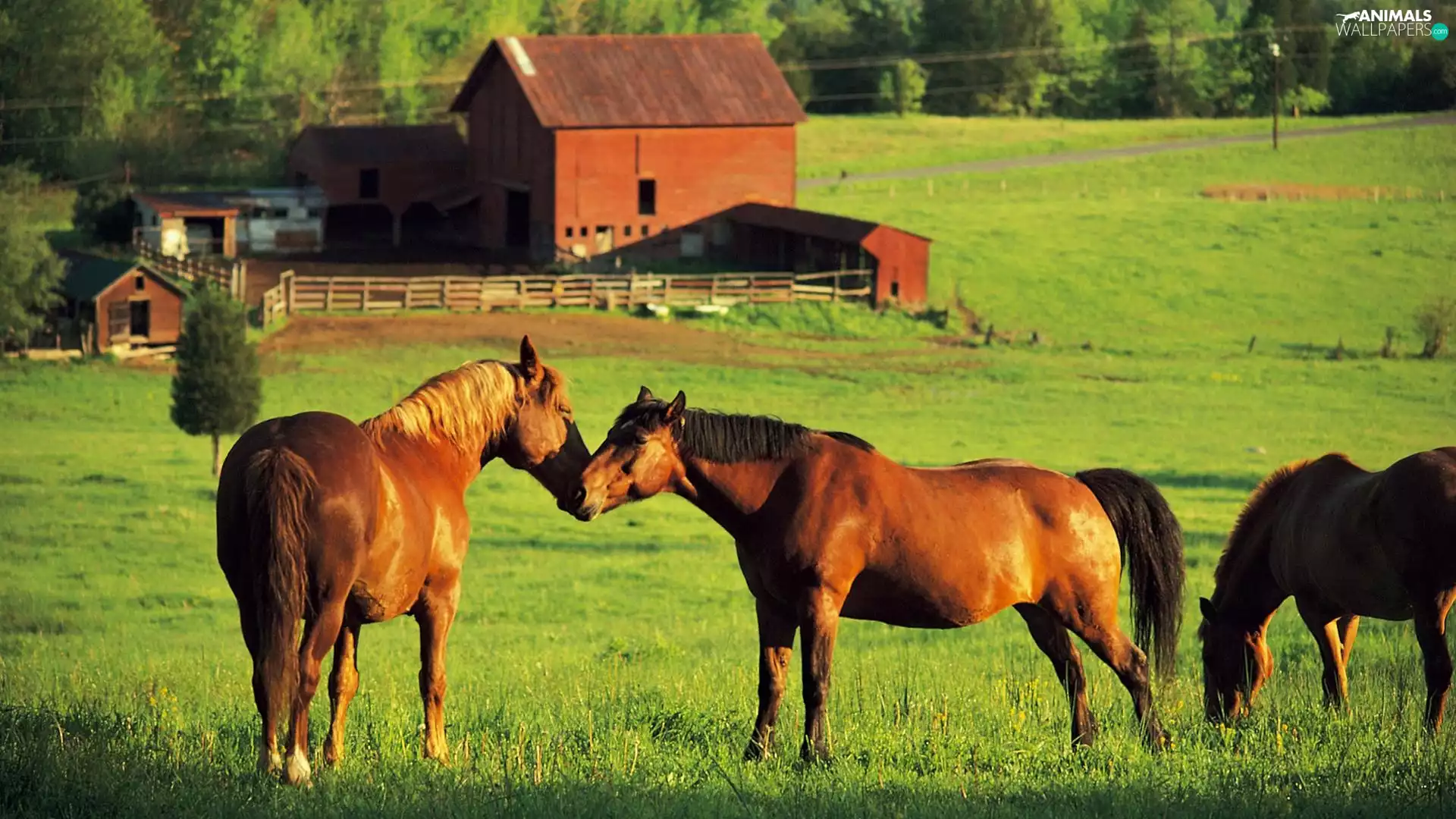 bloodstock, House, economic, Meadow