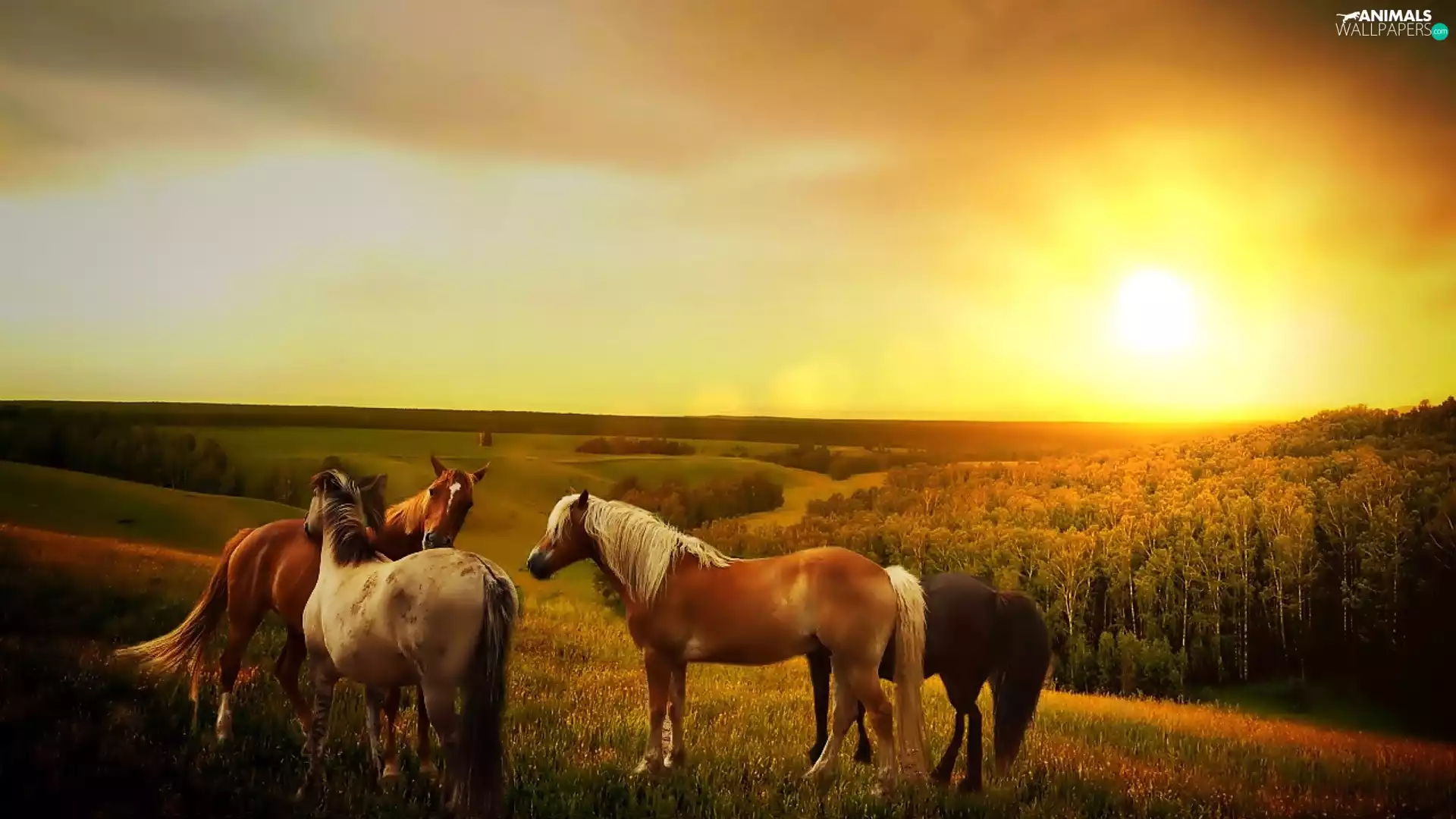 bloodstock, forest, morning, Meadow